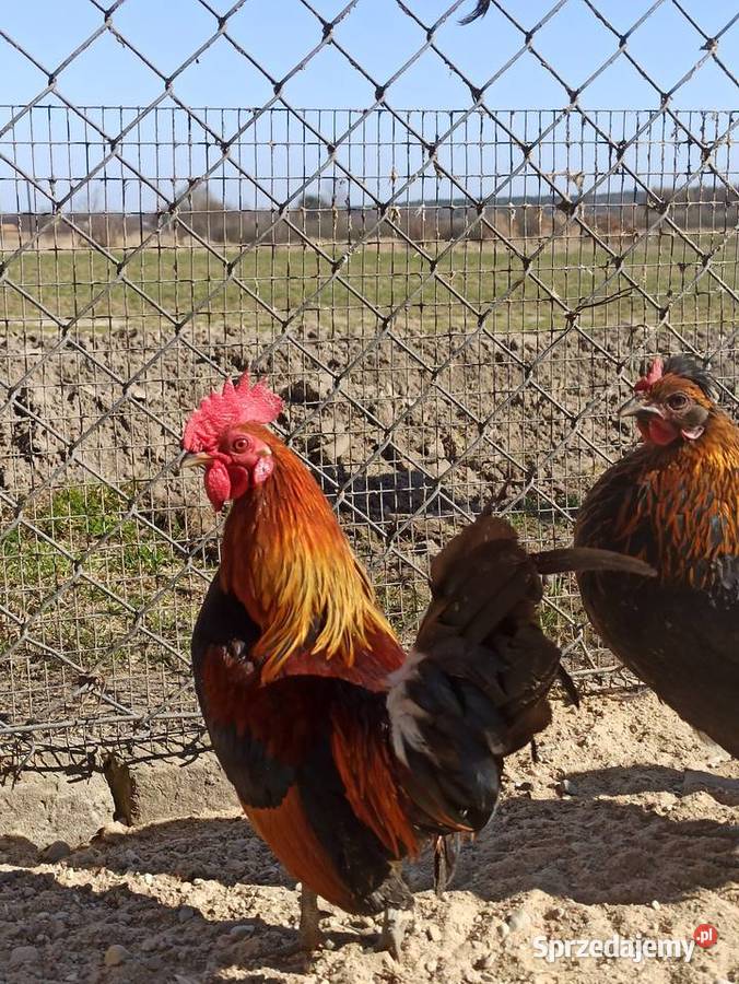 Jaja lęgowe liliputki Krupe