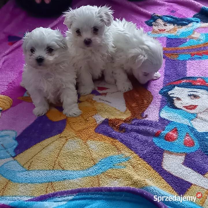 Maltaczki do rezerwacji mazowieckie Reducin