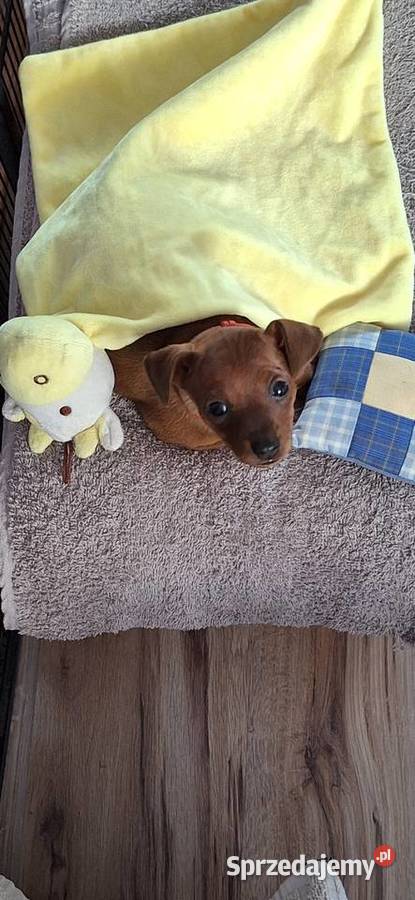 Pinczer miniaturowy Opole