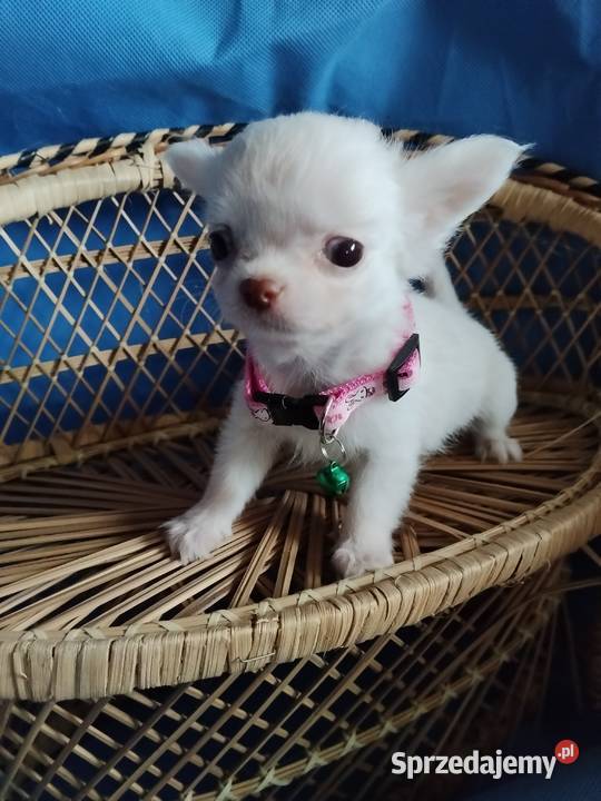 Śliczna malunia sunia chihuahua Chihuahua Głogów