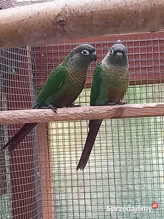 Sprzedam rudosterki Pilawa