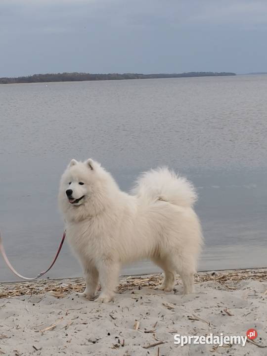 Samoyed szczenięta ZKwP Kobylanka