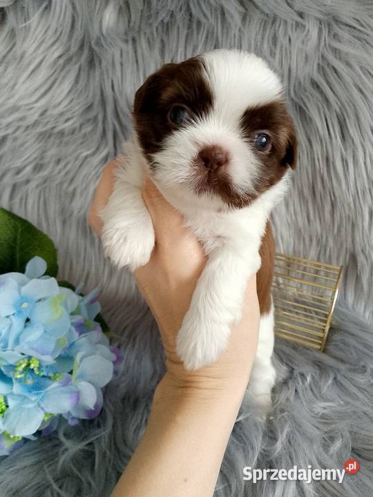 Biało czekoladowy piesek rasy ShihTzu Namysłów