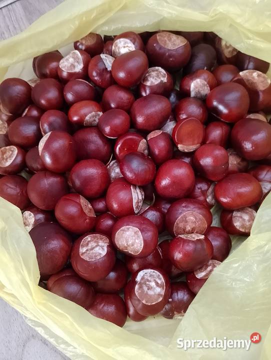 Kasztany świeże 1 śląskie Częstochowa