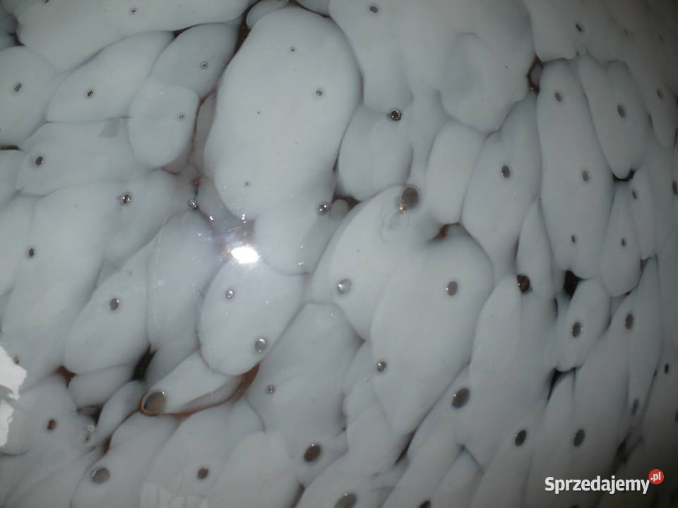 2 sztuki dużych kloszy wielkopolskie sprzedam