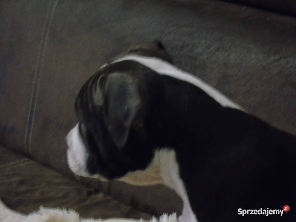 American Staffordshire Terrier Amstaff FCI Milicz
