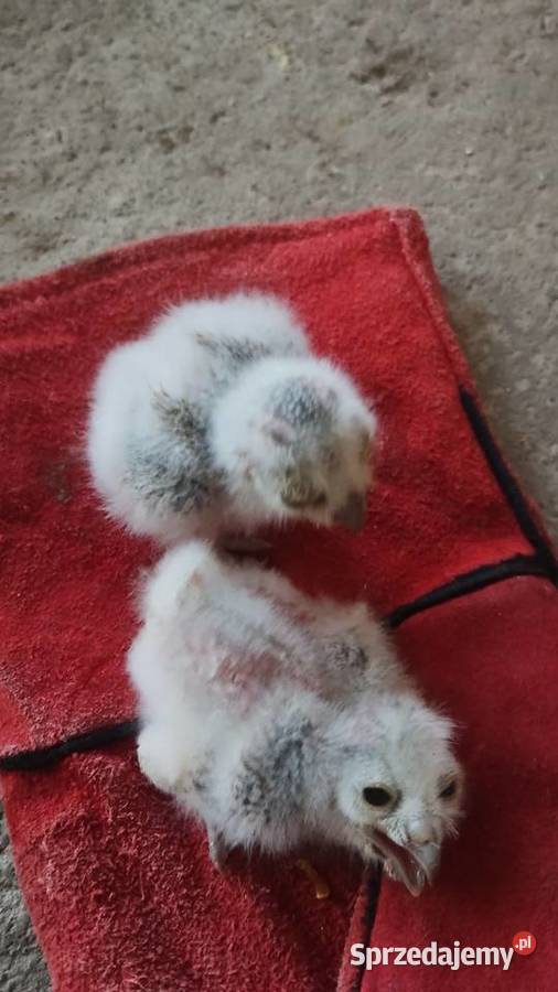 Szlarogłówka Północna Ptilopsis Leucotis Ostrów Wielkopolski