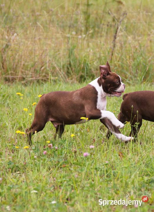 Boston Terrier color Kędzierzyn-Koźle