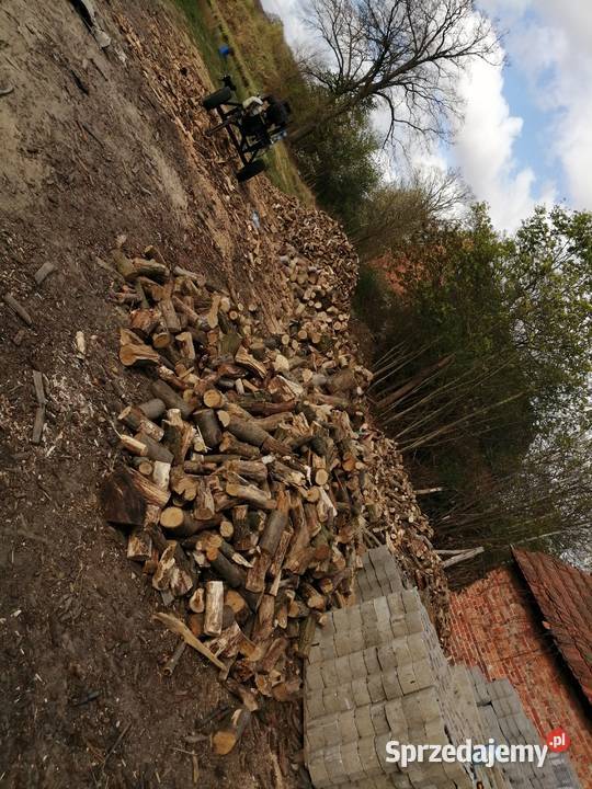 Galezowka dąb Wińsko