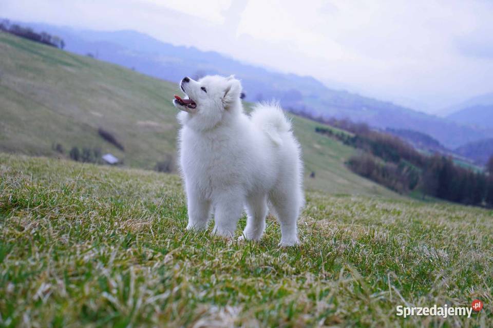 Samoyed Szczeniaczki MIOT ZIMA 2023 FCI ZKwP małopolskie Grywałd