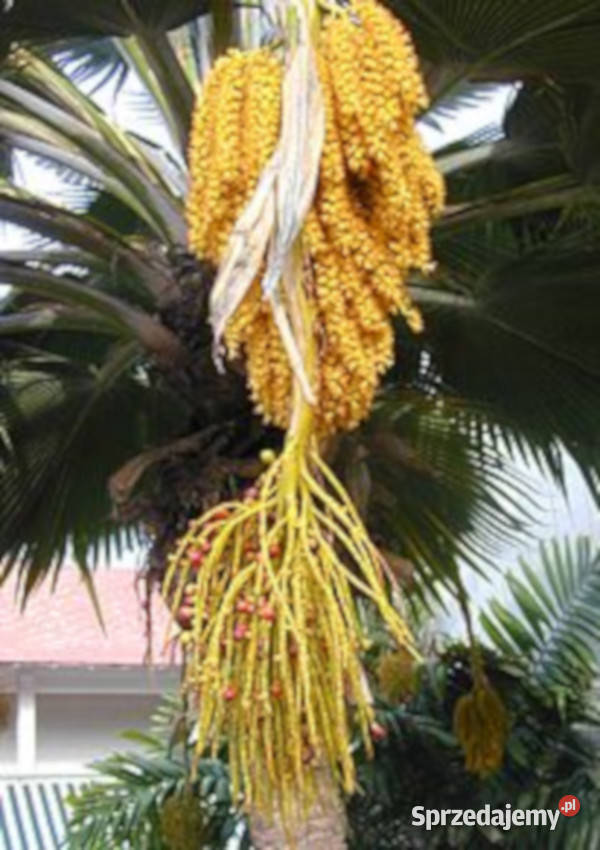 POTARGANA PALMA WACHLARZOWA Pritchardia grandis