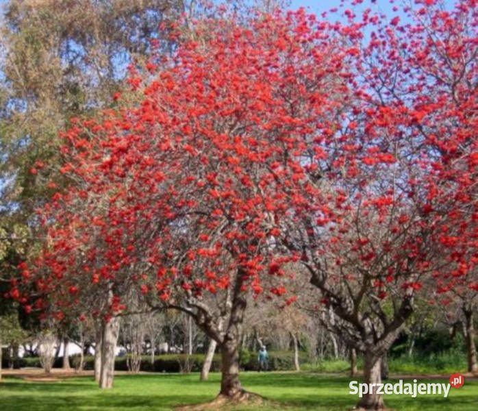 Drzewo ozdobne Erytryna zmienna Erythrina indica Nasiona Lubanie sprzedam