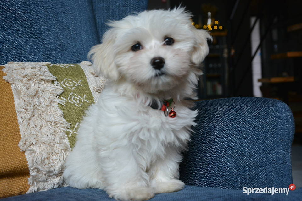 Przyjazne kochane maltańczyki z rodowodem Stary Sącz