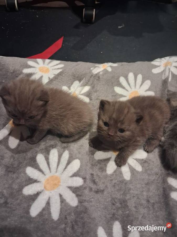 Kotki brytyjskie krótko wlose