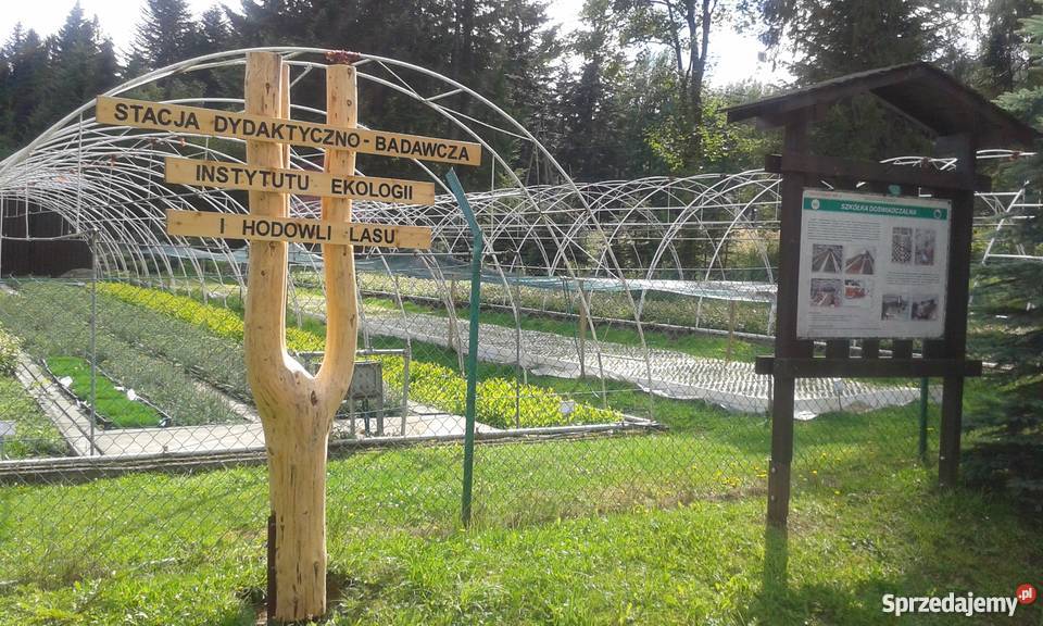 Sadzonki drzew leśnych jodłabukświerk małopolskie Krynica-Zdrój