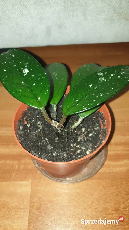 Hoya hoja kwiat rosnący