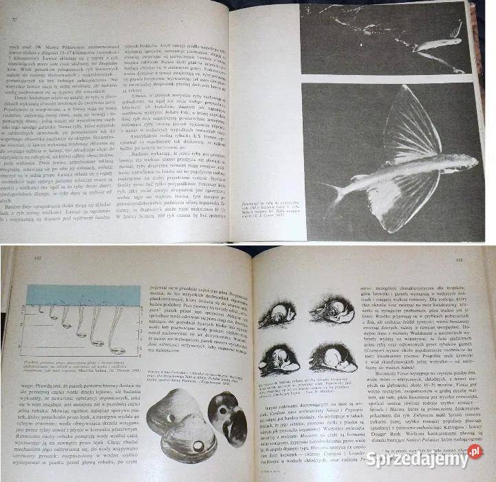 Życie w morzu Gunnar Thorson