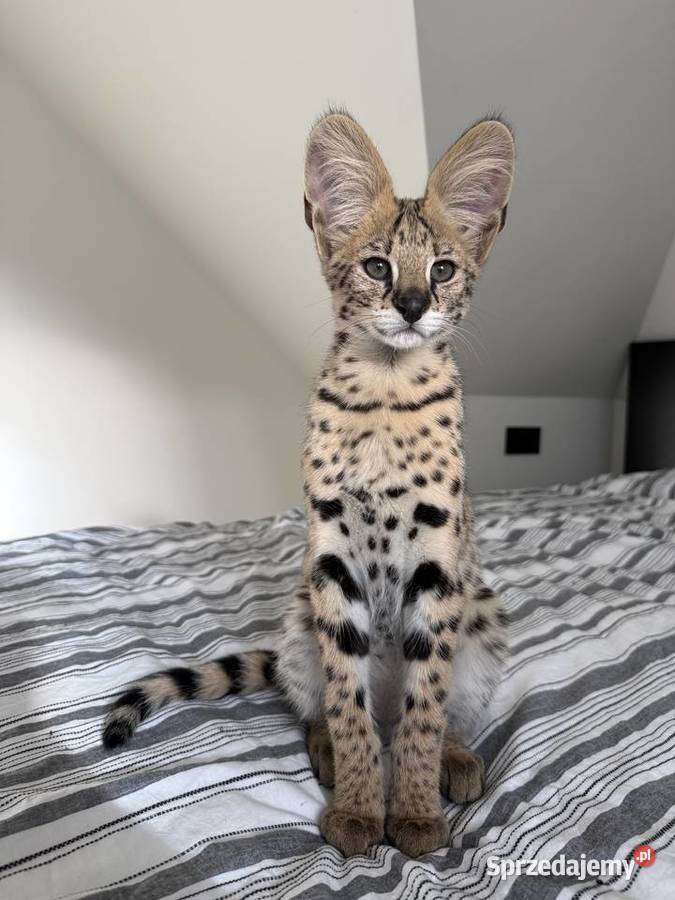 Samiec Serwal Zwierzęta sprzedam