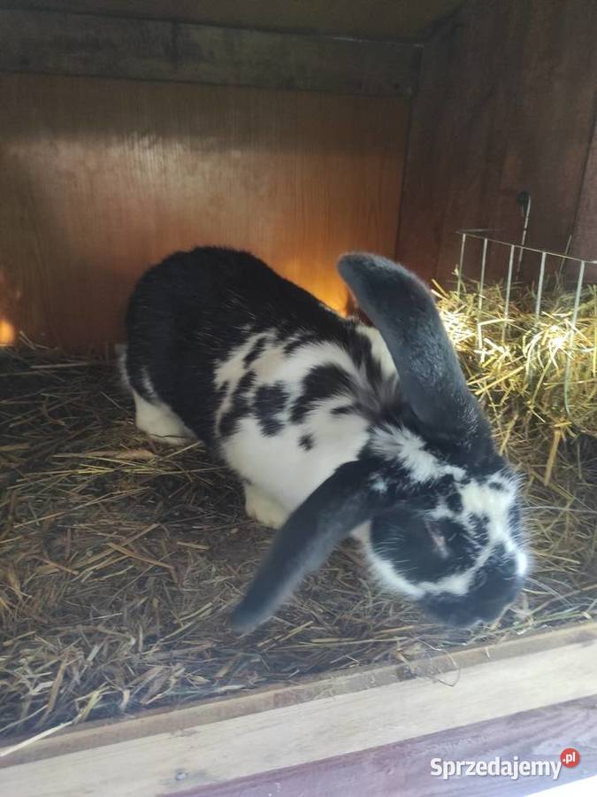 Króliki hodowlane samice łódzkie Rzgów