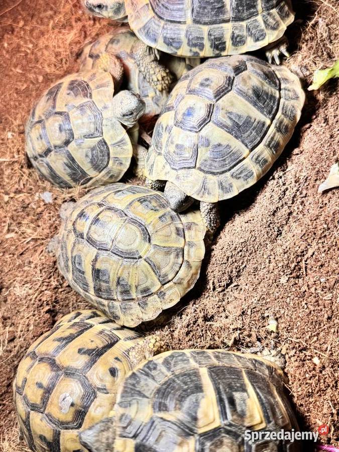 Żółw żółwie grecki greckie lądowe