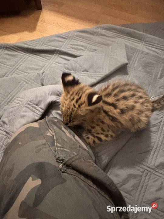 Malutkie SERWALE AFRYKAŃSKIE samiczki Pińczów