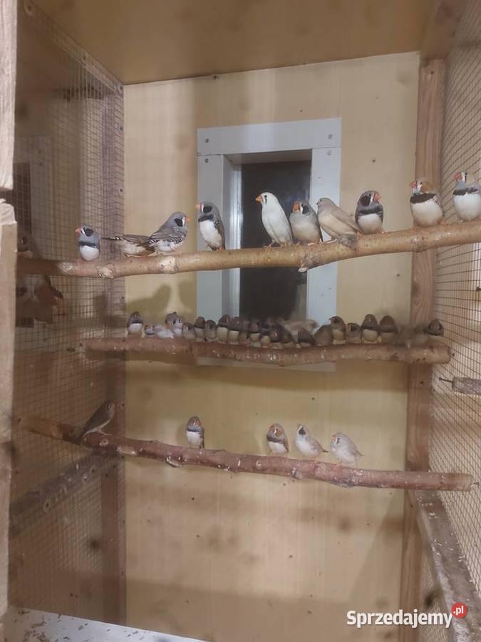 Mnichy nizinneklatka Ryki