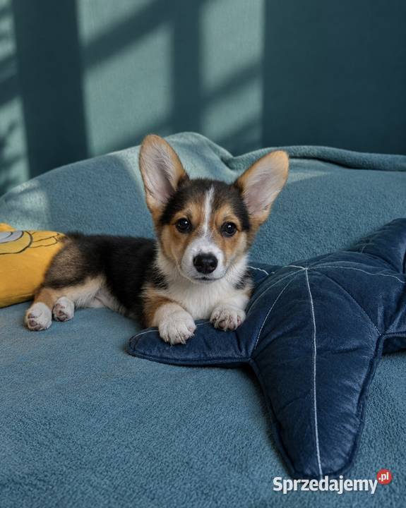 Welsh Corgi Pembroke Dziewczynka Kraków