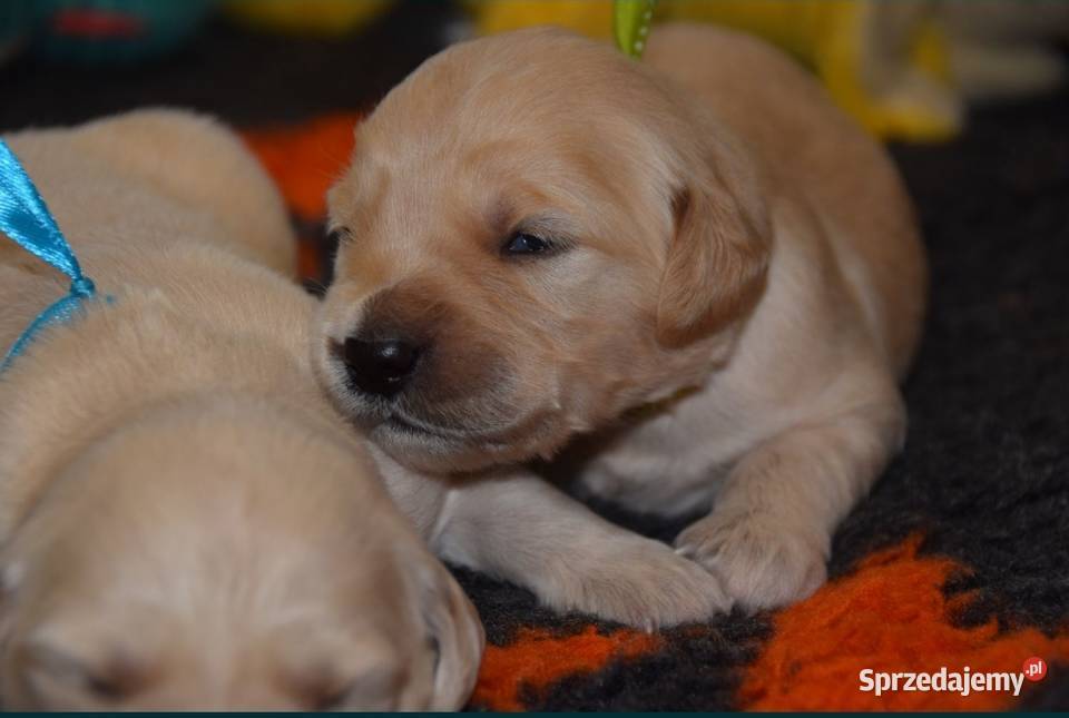 Golden Retriever szczenięta ZKWP FCI Łochów sprzedam