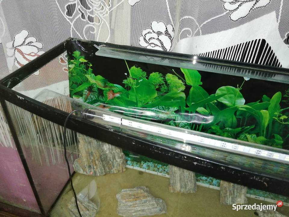 Akwarium 220l z szafką Myszków sprzedam