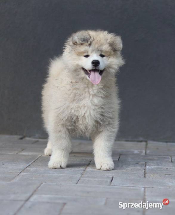 Suczka długowłosa Akita Inu zkwp Akita Leśne Odpadki