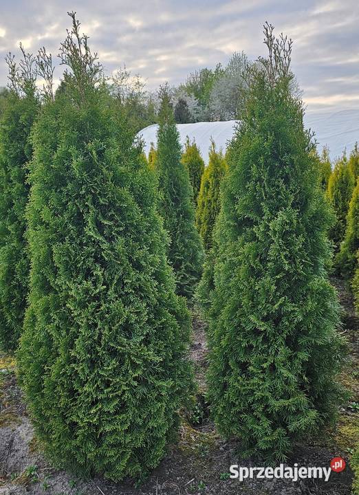 Promocja Szmaragd Tuje Thuje Tuja Krzewy Thuja małopolskie Kraków