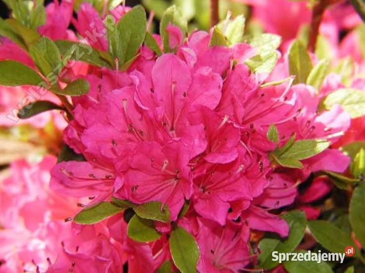 Azalia Japońska miniaturka ogrodowa Knurów