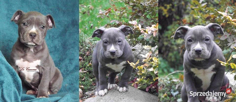American Staffordshire Terrier Blue Amstaff Paczków