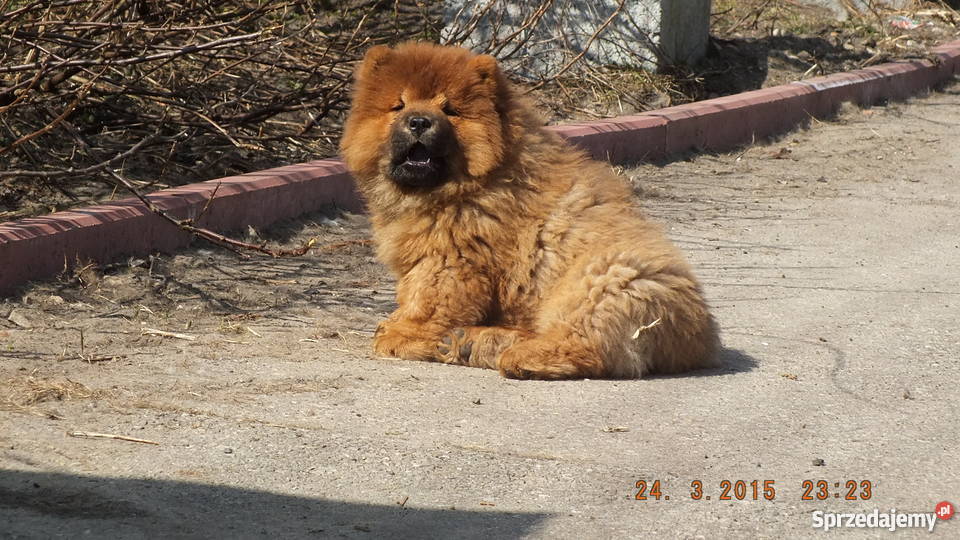 Srzedam szczeniaki chow chow Łazy