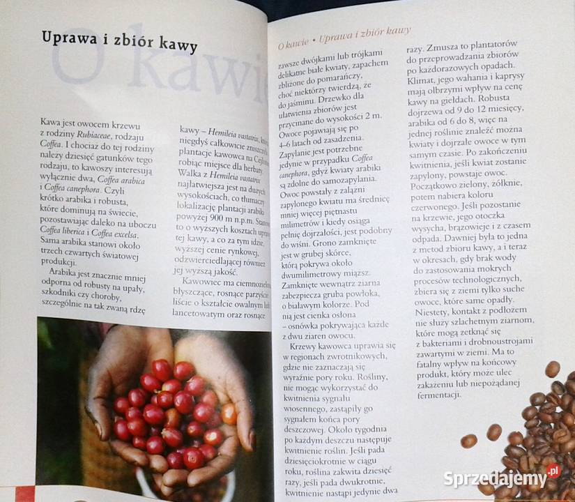 Kawa herbata czekolada Pascal Pozostałe lubelskie Chełm