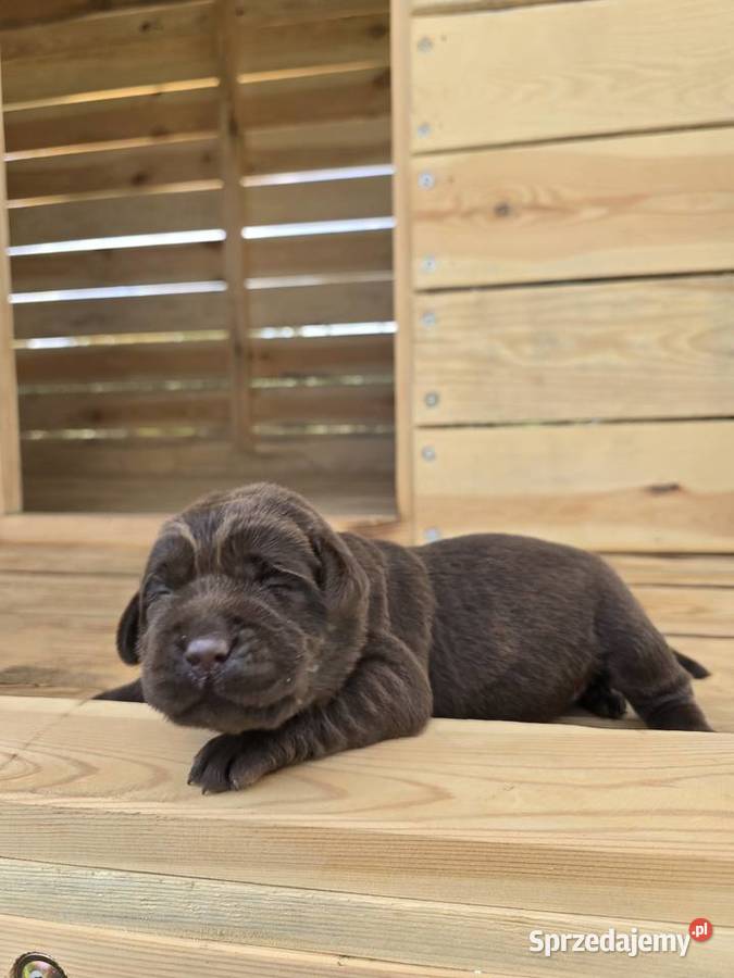 Labrador retriever piesek pieski mały Labrador dolnośląskie Legnickie Pole sprzedam
