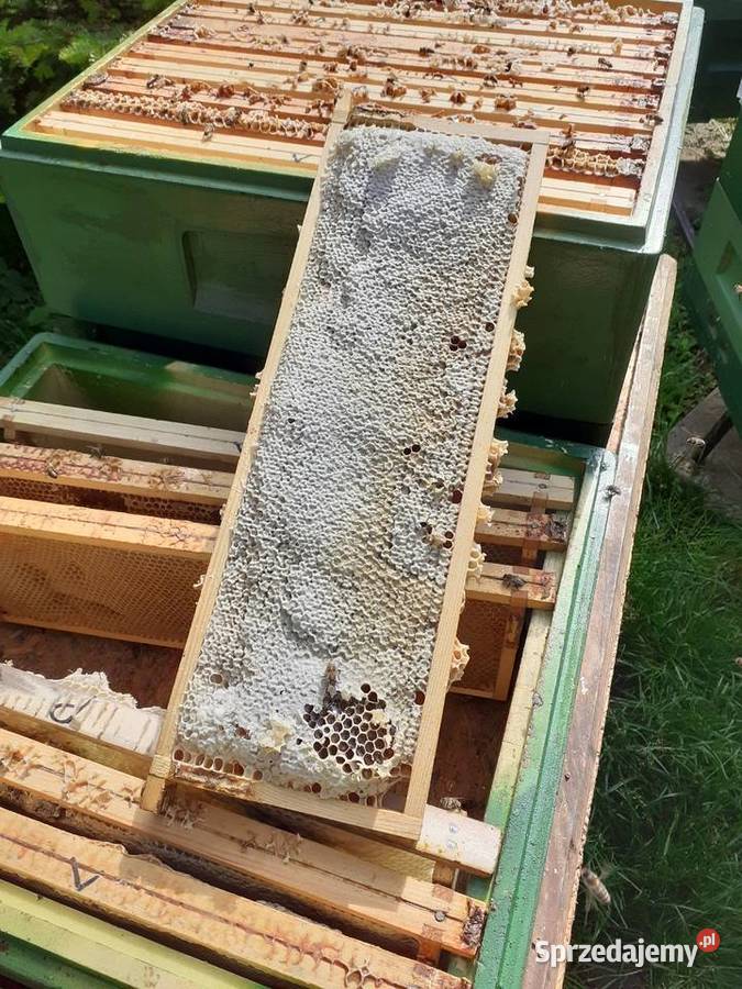 Miód rzepakowy super jakość Pszczelarstwo Opatów