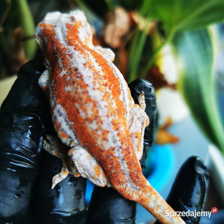 Gekon Gargulcowaty rhacodactylus avriculatus małopolskie Kraków
