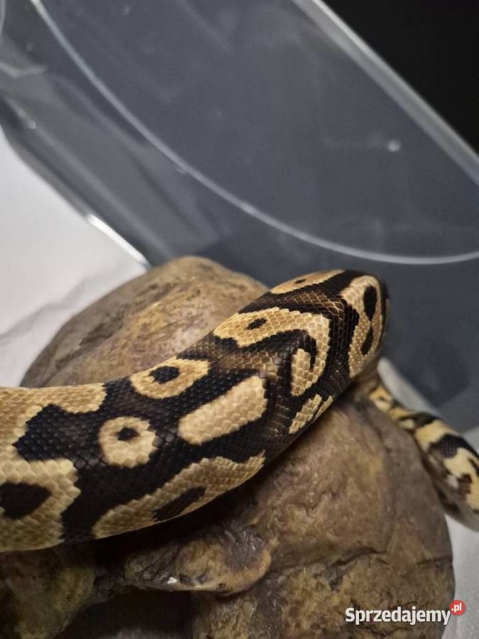 Pyton królewski terrarium 120x50x60 szczury śląskie Bielsko-Biała sprzedam