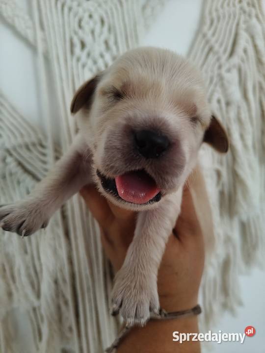 Golden Retriever pieski o suczki złote