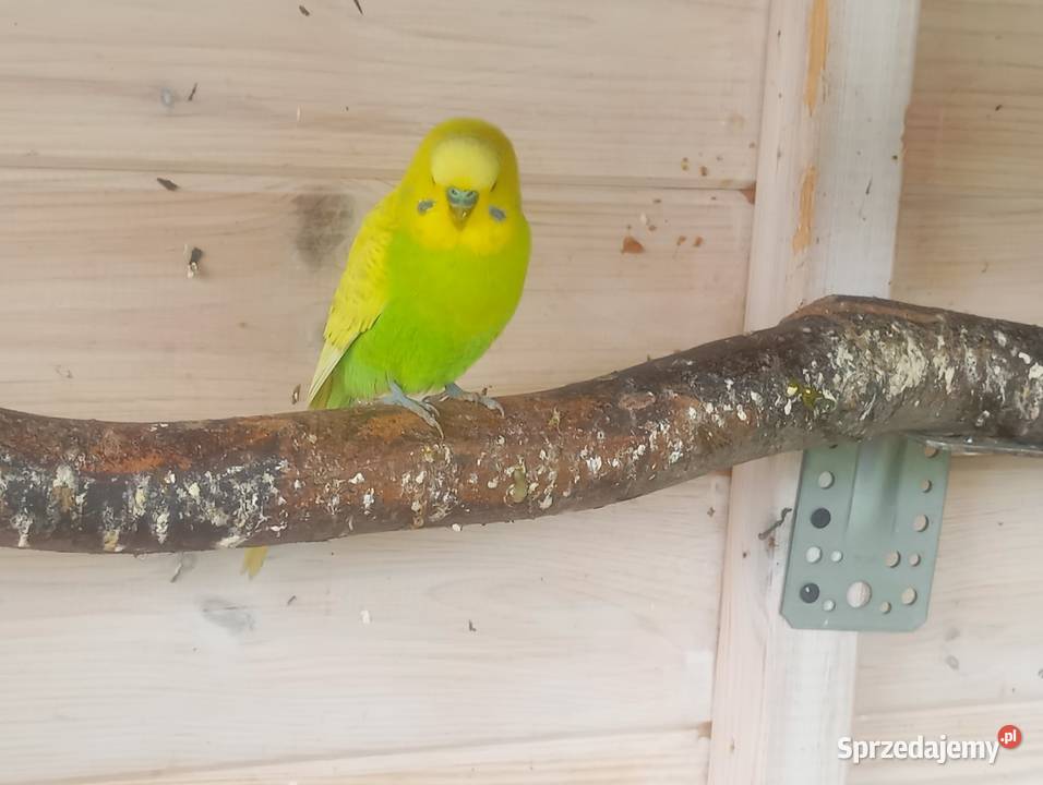 Papugii