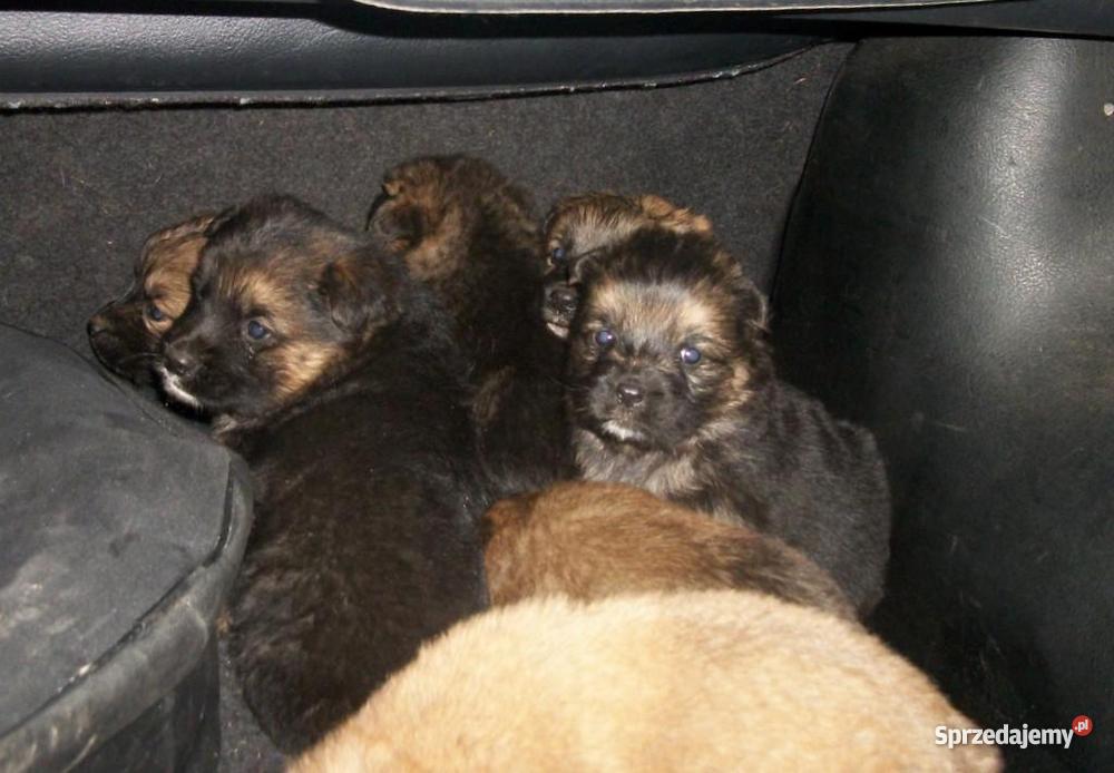 Szczenięta wyrosną na kudłate psy Białystok