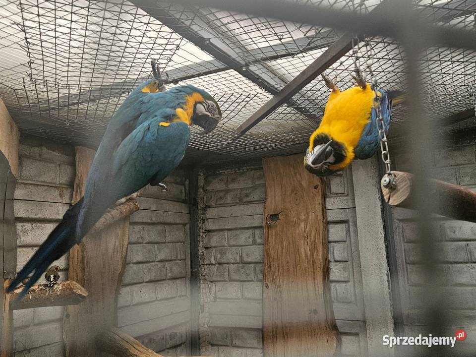 Sprzedam Arara arauna Para Ptaki wielkopolskie Gostyń