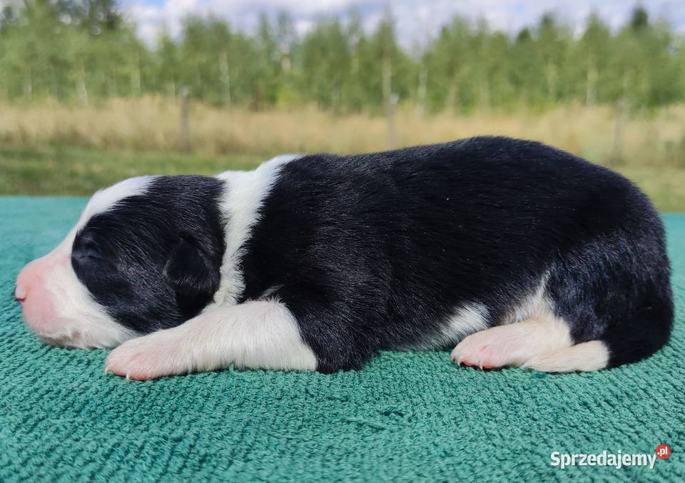 Prześliczna Suczka BORDER COLLIE pełna dok super Iwonicz