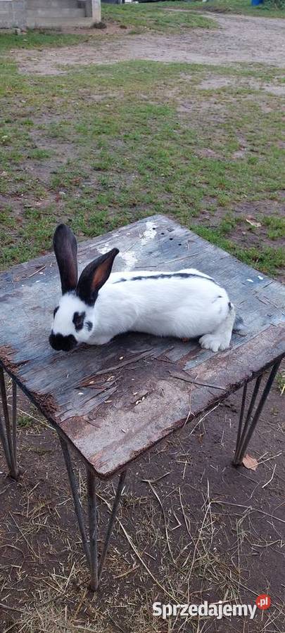 Sprzedam mlode kroliki srokacz niemiecki Gryzonie pomorskie Skarszewy