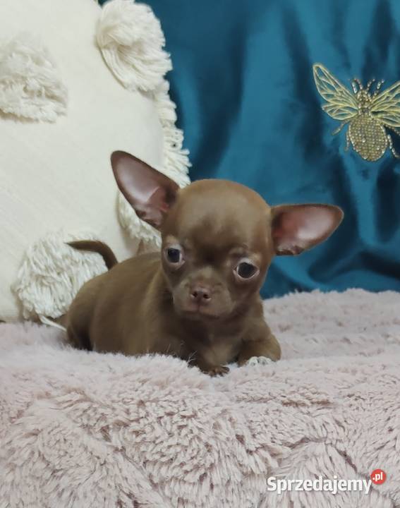 Gotowa Do OdbioruCzekoladowa Laleczka Chihuahua Ciszkowo