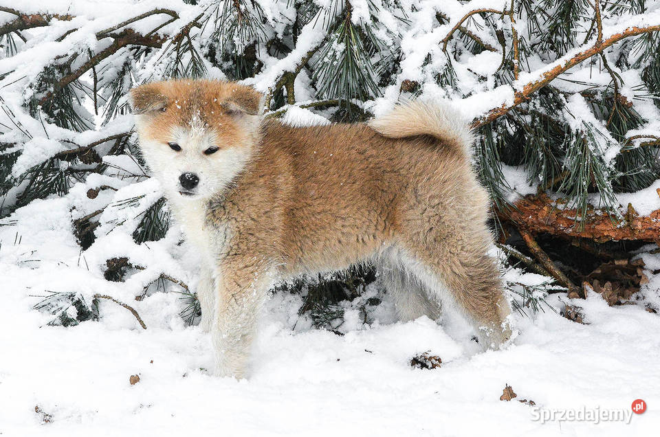 Akita inuakita japońska czerwone szczenięta Akita Wołów