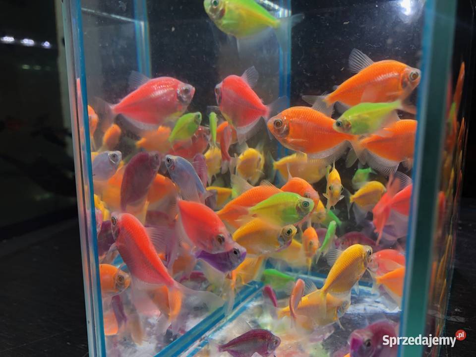 Tetra mix kolorów Justynów