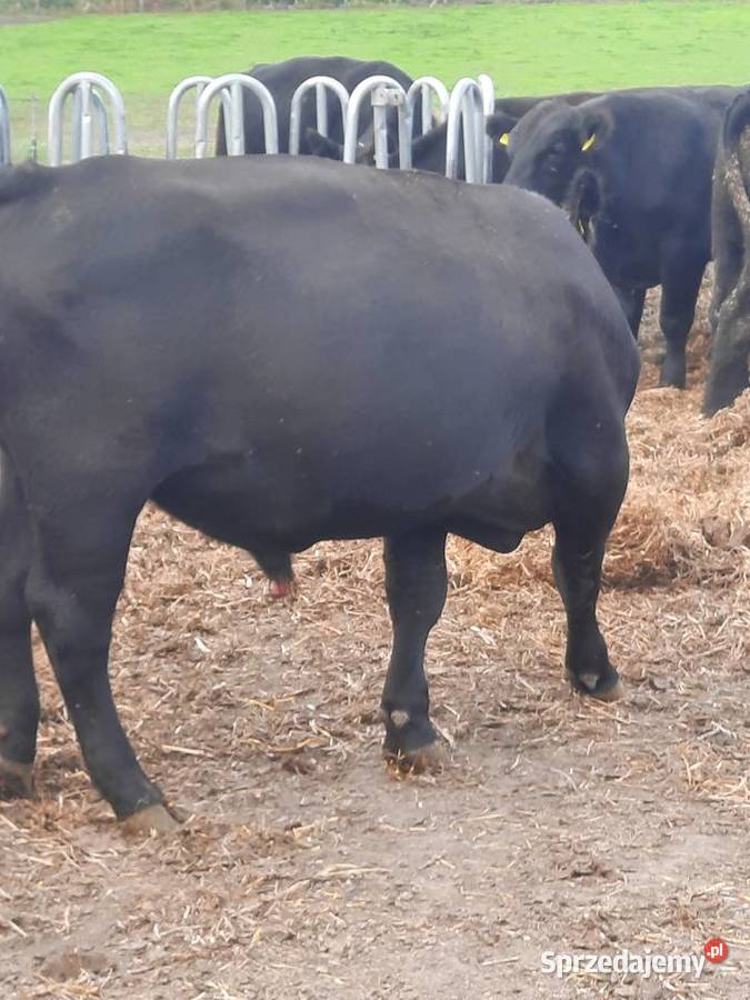 Angus czarny 100 pod oceną byk rozpłodnik buhaj Bydło mięsne Szlatyn