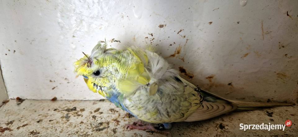 Papugi faliste helikoptery 2f wielkopolskie Radzewo